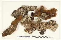 藏品(雪花衣屬)的圖片